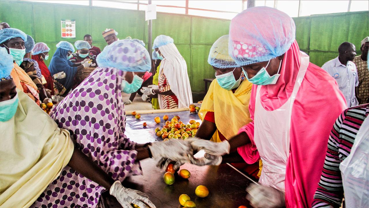 Women at a tomato processing plant in Nigeria