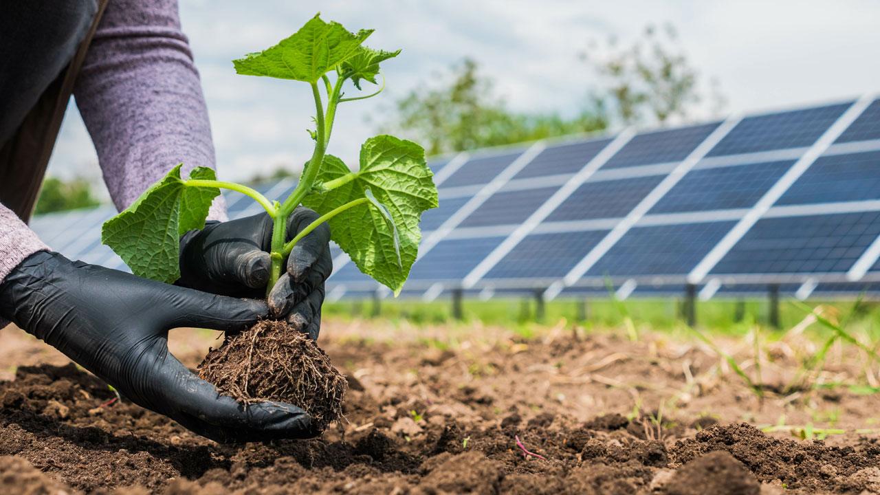 Hands planting a seedling in a field with solar panels in the background