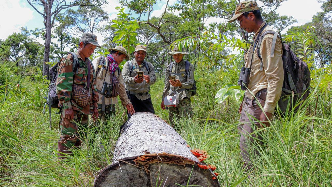 Forest patrollers using mobile technology to document forest products