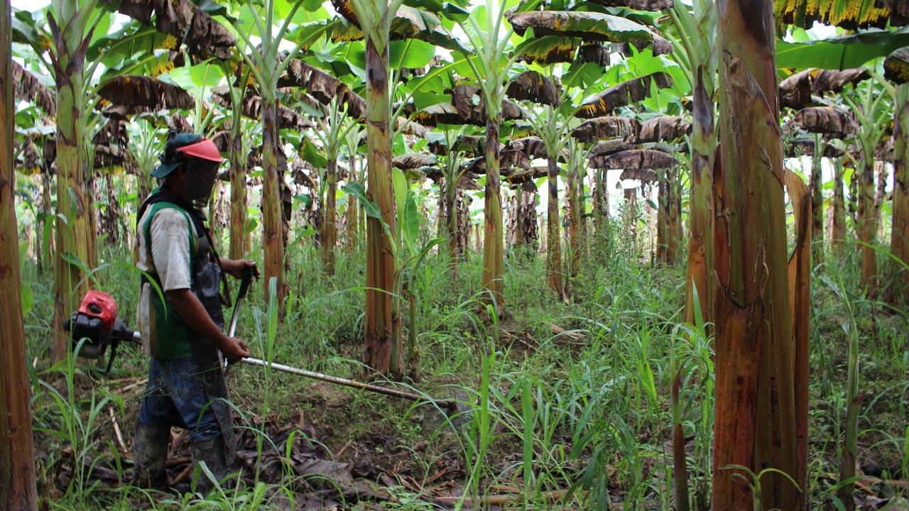 A plantain farmer trims weeds in his plantation